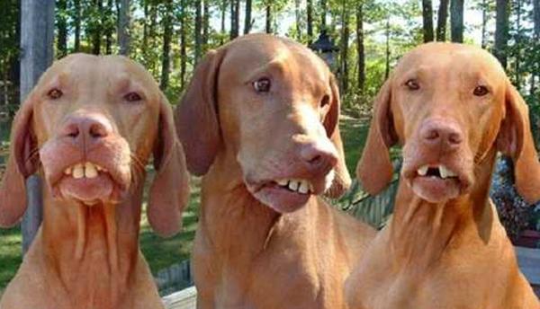De honden van de tandarts