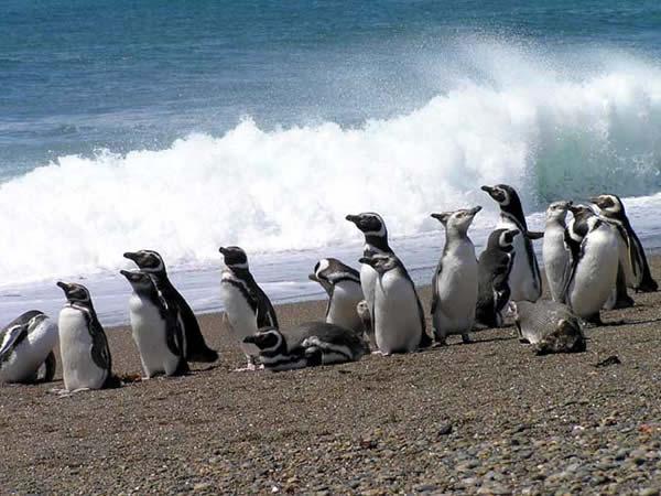 Magellaanse pinguïn